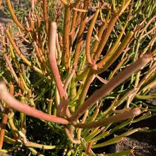Image result for Euphorbia pfeilii