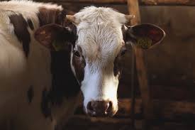 We did not find results for: Referendum Pour Les Animaux Nos Parlementaires Soutiennent Ils La Proposition De Loi