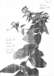Image result for Vernonia purpurea