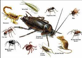 We provide expert pest control services in springfield, joplin, branson, carthage, cabool, el dorado springs, stockton, monett and surrounding areas. Pest Control Archives Expert Pest Solutions