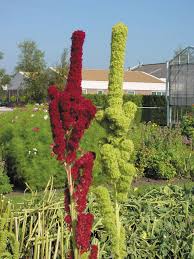 Image result for Amaranthus cruentus