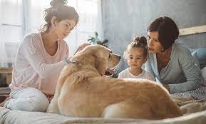 If you were searching for a place where to euthanize a dog for free, you would find that your options are slim to none. The Final Gift A Vet S Advice On At Home Pet Euthanasia