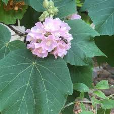 Image result for Dombeya lastii