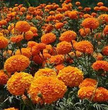 The reason is in the roots of the plant. 12 Mosquito Repellent Plants Garden Design