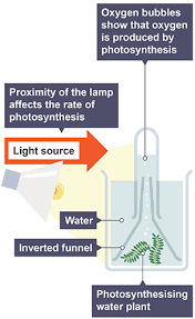How Do Plants Obtain And Release Oxygen During Photosynthesis? - Quora