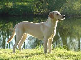 Søger gul labrador hvalp, gerne tæve, jeg leder efter en labrador hvalp, gerne tæve. Oplysninger Om Tidemark Ivy