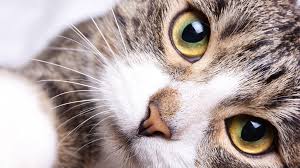 #6 son capaces de reproducir 100 sonidos diferentes. Por Que Se Celebra Dia Internacional Del Gato Tvperu