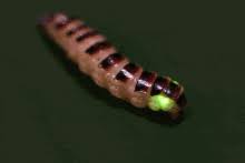 Review The Major Organisms Within The Chromalveolata | Chegg.Com