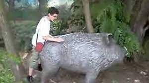 Eläimiin kohdistuva seksuaalinen suuntaus (fi); Encule Un Cochon Connerie Youtube