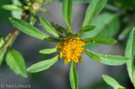Image result for Bidens flagellata