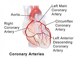Coronary Artery Surgery Newport Cardiac Thoracic Surgery