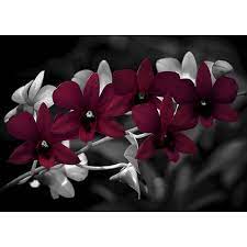 Lifestyle Orchid Photographic Print Wallart Size 35 7 Cm H X 50 Cm W X 0 5 Cm D Wall Fixing Colour Gold Col Kids Art Wall Frames Lake Wall Art Orchid Photo