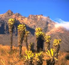 Image result for Microcharis annua