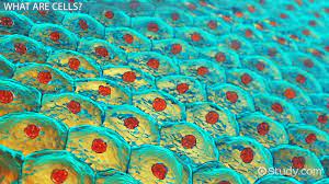 Maybe you would like to learn more about one of these? Cells With Without A Nucleus Structure Classification Video Lesson Transcript Study Com