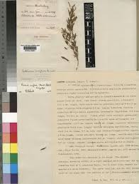 Image result for Pearsonia