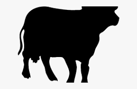 We did not find results for: Transparent Cow Clipart Black And White Cattle Hd Png Download Kindpng