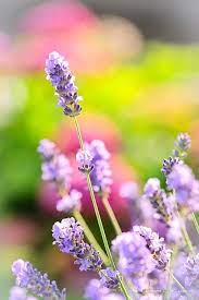 Pin On Lavanda Lavender