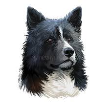 Karelian Bear Dog Kbd Karjalankarhukoira Karelsk Bjornhund Dog Digital Art Illustration Isolated On White Background Finland Origin Working Dog Pet V 2020 G Portret