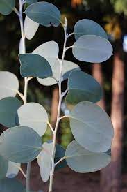The Most Cold Hardy Eucalyptus Tree Varieties For Growing Outdoors Wilson Bros Gardens Eucalyptus Tree Eucalyptus Pauciflora Australian Native Plants