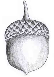 Pencil Sketching How To Draw An Acorn Art Projects For Kids Beautiful background with a boy reading a book and receiving kno. pencil sketching how to draw an acorn