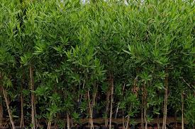 Image result for Conocarpus