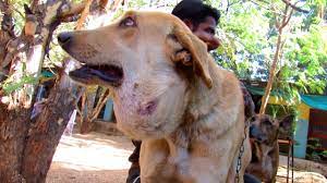 Abscess Big As Balloon On Street Dog Treated And Healed Youtube