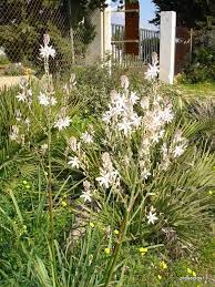 El lilium longiflorum, (japonés:テッポウユリ, teppouyuri), es una planta nativa de japón y de las islas ryukyu. Botanica Agazapada La Senda Del Genio Del Lugar Jardin De Flores Jardin De Sombra Flores Blancas