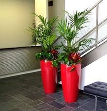 Services Benefits Of Indoor Plants Indoor Plants House Plants Indoor