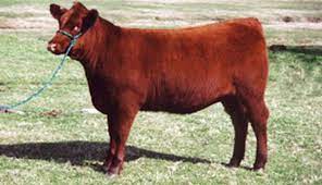 Kelahiran anak sapi merah ini dinyatakan yang pertama kali dalam 2.000 tahun dan dikaitkan dengan tanda dekatnya hari kiamat. Sapi Merah Lahir Di Israel Dan Dikaitkan Dengan Hari Kiamat Kenapa