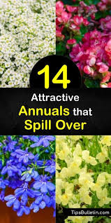So if you are looking to compliment the larger plant of a new guinea impatien, impatiens can be used to do that. 14 Attractive Annuals That Spill Over