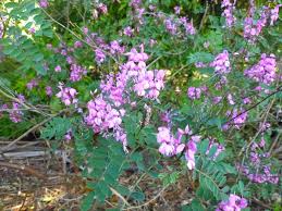 Image result for Indigofera