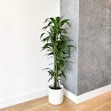 Image result for dracaena