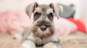 Black and silver miniature schnauzer. Miniature Schnauzer Price Temperament Life Span