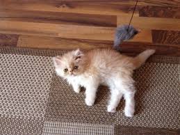 Chocolate, red, blue, lilac, cream, tortoiseshell, tabby, calico and more. Where To Find Persian Kittens For Sale Persian Cat Corner