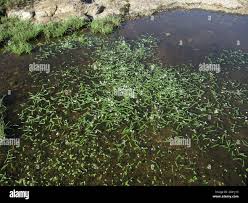 Image result for Aponogeton stuhlmannii