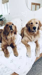Camper And Honey Puppies Cute Dogs Cute Baby Animals