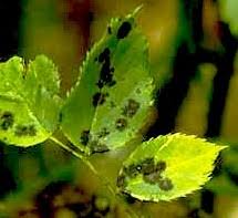 Yellow spots on leaves and eventual chlorosis occur later during infection (fig. Natural Remedies For Rose Diseases Mildew Rust Black Spot Canker