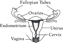 Mucus from the bulbourethral gland which joins the urethra just. 1 The Anatomy Of The Female Reproductive System Download Scientific Diagram