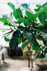 Younger fiddle leaf figs can temporarily live on shelves while they're small. Fiddle Leaf Fig How To Care For Your Fiddle Leaf Fig Better Homes And Gardens