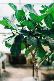 After all, fiddle leaf figs are famous for their large, beautiful green leaves, so yellowing leaves can really throw off your aesthetic. Fiddle Leaf Fig How To Care For Your Fiddle Leaf Fig Better Homes And Gardens