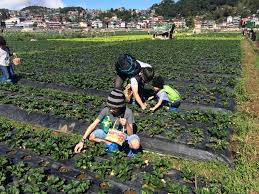 Colorful event just by picking strawberries at strawberry farm, la trinidad benguet. Strawberry Picking At The Strawberry Farm In La Trinidad Benguet