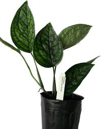 Image result for Otiophora inyangana