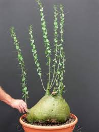 Image result for Adenia spinosa