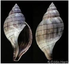 Image result for Hunteria