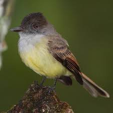 Backyard Birds Of Southern Arizona 408 Dusky Capped Flycatcher Myiarchus Tuberculifer From Southern Arizona South To Northern Argentina Trinidad Flycatcher World Birds Bird Life List