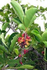 Image result for Embelia