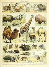 File Adolphe Millot Mammiferes C Jpg Animal Illustration Animals Mammals