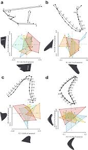 We collected 96 of the best free online a10 games. Body Dimensions Of The Extinct Giant Shark Otodus Megalodon A 2d Reconstruction Scientific Reports