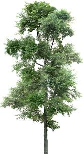 Png file with transparent background also. Tree Png