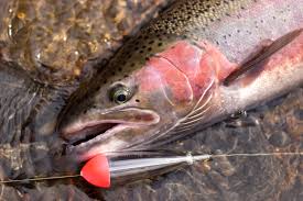 When using a slip bobber your will need a stop bead or bobber stop. Ten Tips For Better Float Fishing Salmon Steelhead Journal